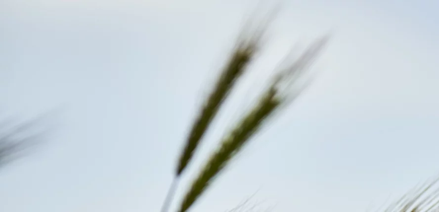 Organizational Rituals